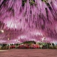 紫藤花的风景qq头像