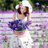 紫色的花 多彩的梦_唯美清新QQ意境头像