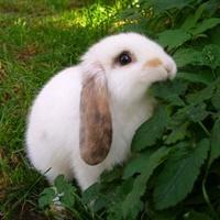 兔子头像超萌可爱图片