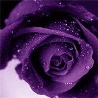 紫色玫瑰花qq头像