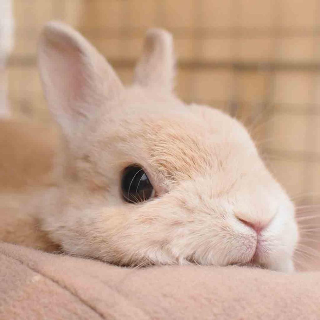 可爱呆萌的兔子头像,图片,可爱头像-qq个性网