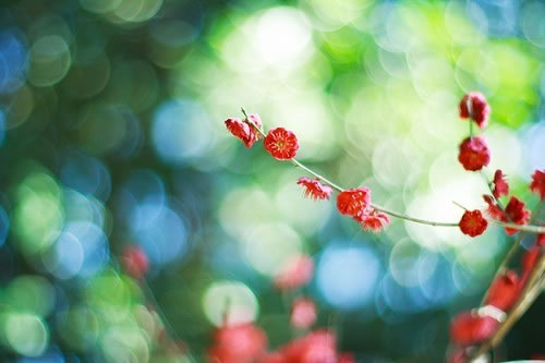 非主流花朵素材意境图片：一支梨花压海棠
