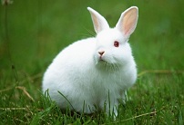兔子图片大全可爱 一蹦一跳的十分有趣