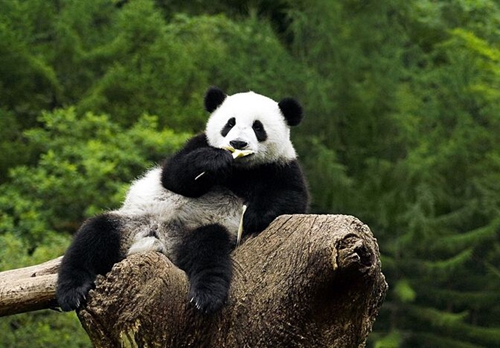 熊猫图片大全可爱 憨态百出