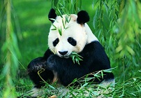 熊猫图片大全可爱 憨态百出