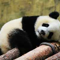 淘气熊猫图片头像 真实憨厚的乖巧熊猫头像
