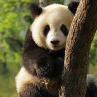 熊猫头像图片大全 真实乖巧的国宝熊猫图片头像精选