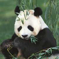 超萌美丽的熊猫qq头像大全可人图片